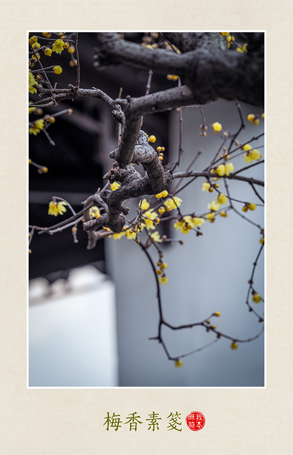梅香素笺竖 2 拷贝.jpg