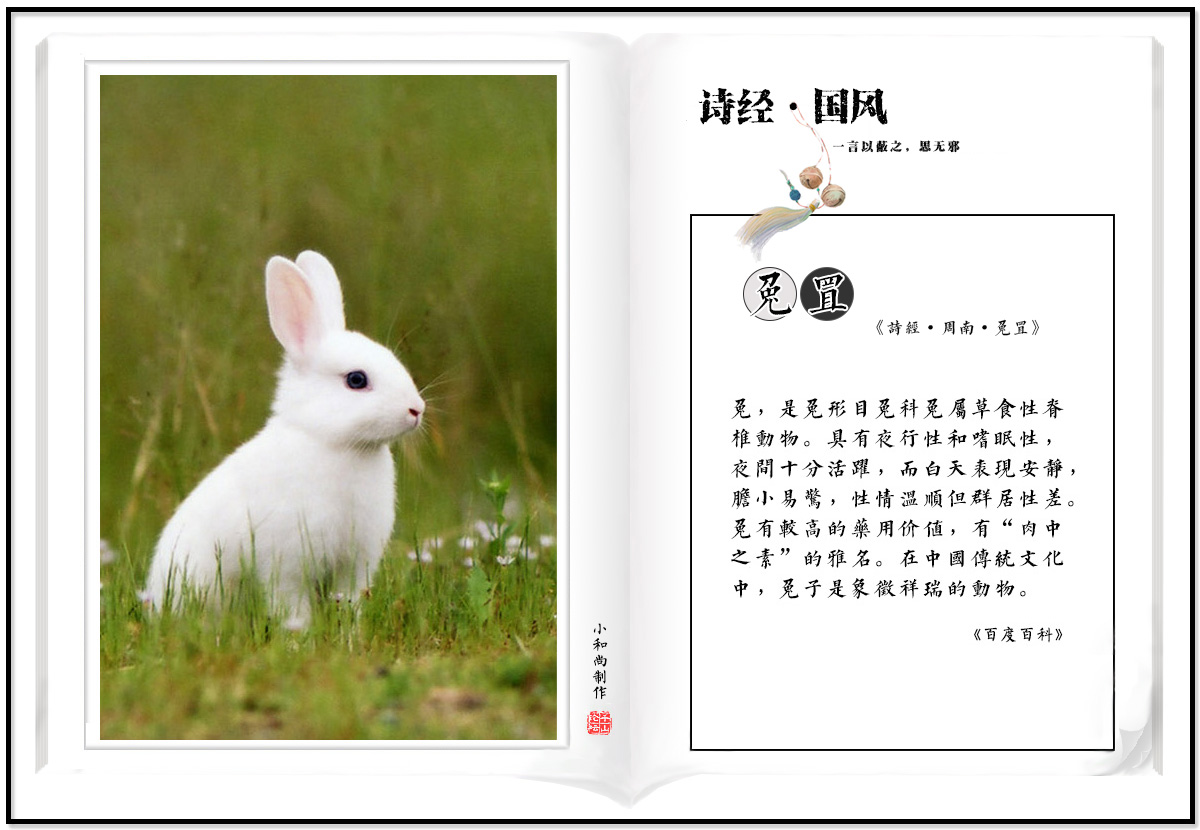 7-1 兔.jpg