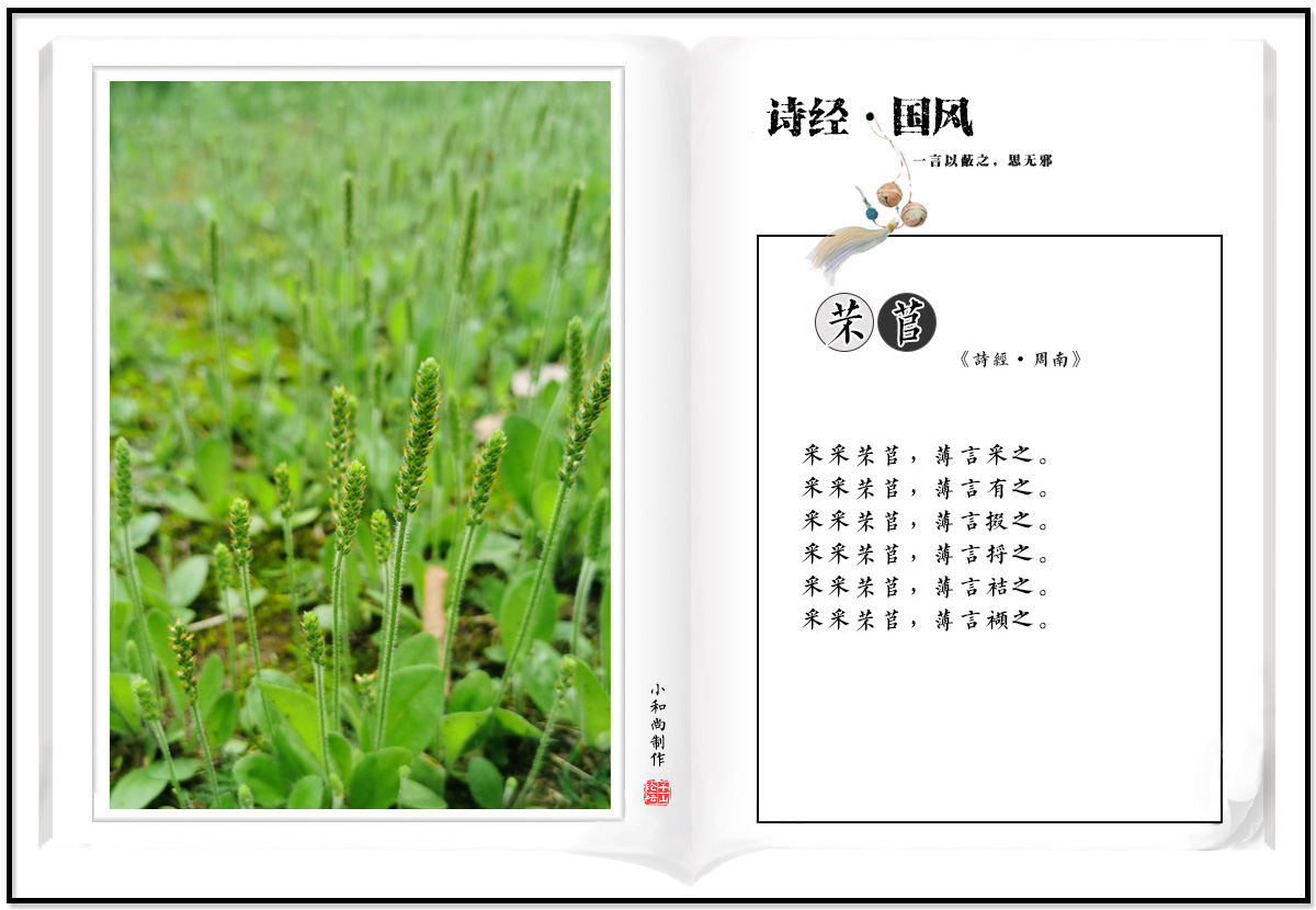 8 芣苢.jpg