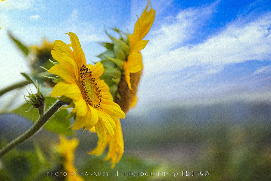 向日葵1 拷贝.jpg