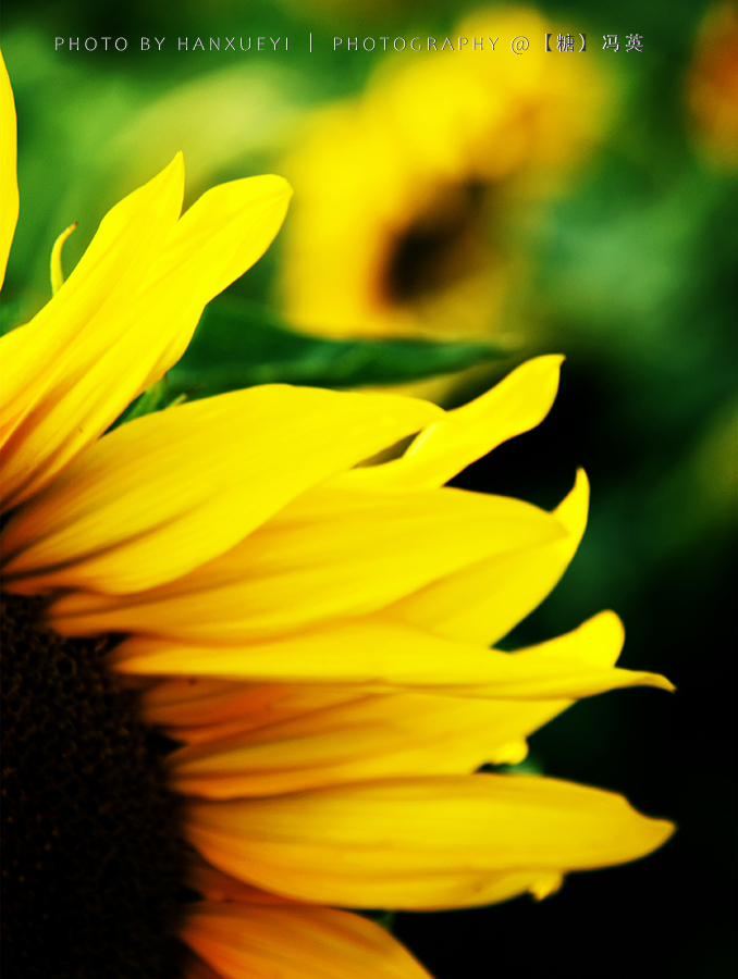向日葵2 拷贝.jpg