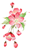 海棠花.png