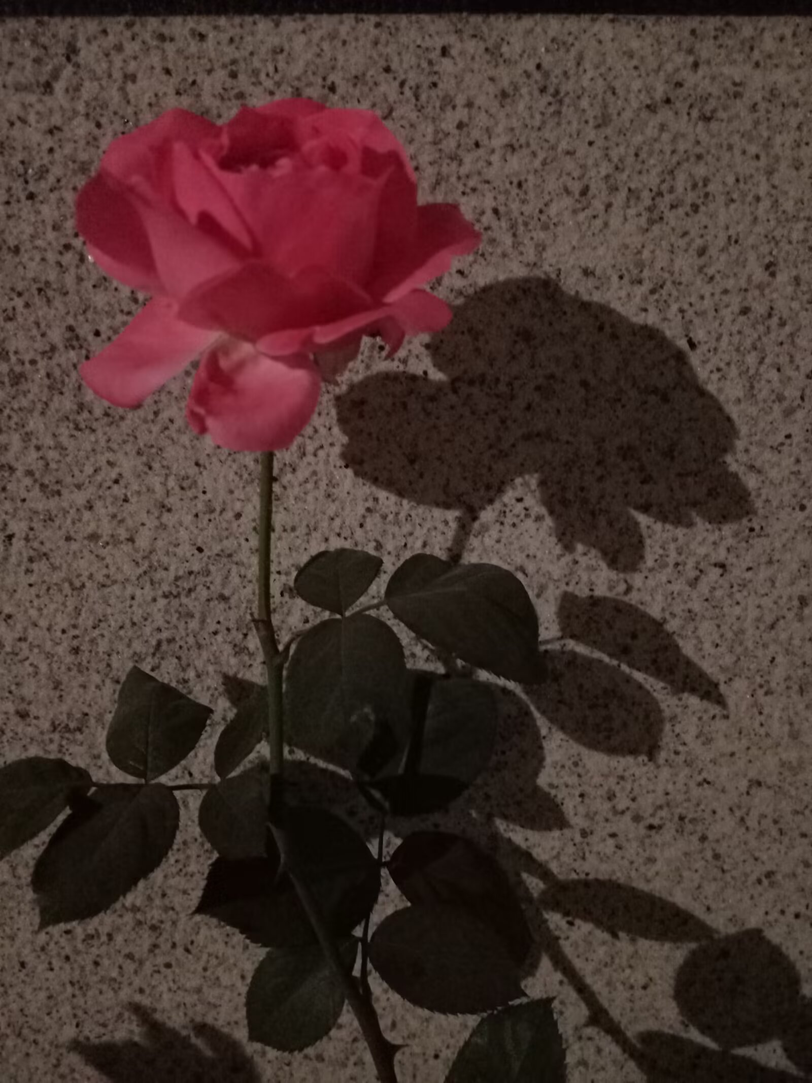 Image_1783344086888_293.jpg