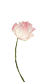 125828wrqe2acl4er4daac.gif