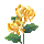 雪之菊